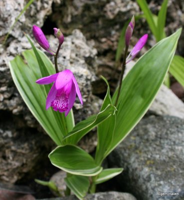 Bletillia striata