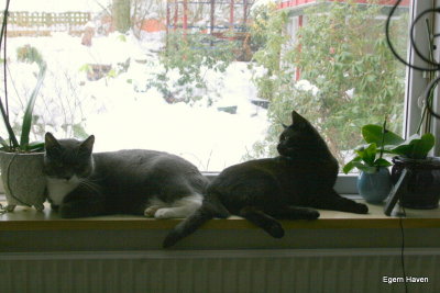 Mulle & Molly in the window