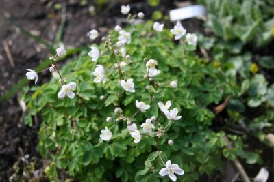 Isopyrum  talictroides cameo