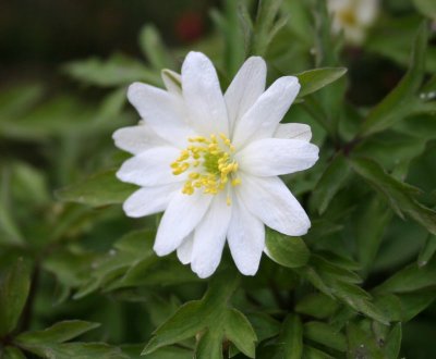  nemorosa Bracteata pleniflora