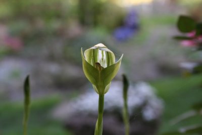 Pterostylis curta