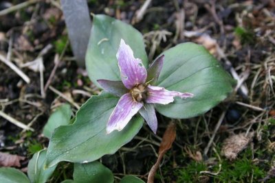 Ovatum v. hibbersonii