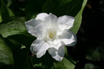 Gandiflorun Flora Plena