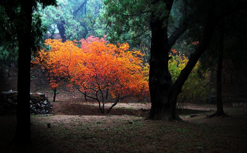 lonely tree China