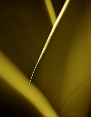 sharp leaves 1