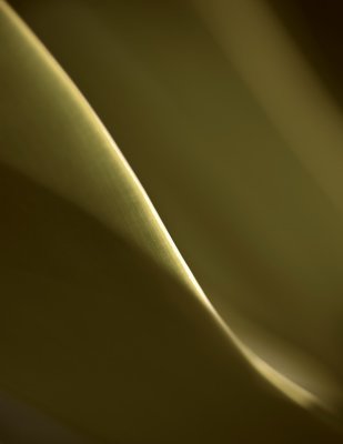 sharp leaves 2