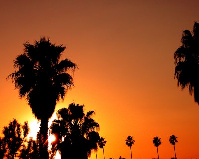 orange palms USA California