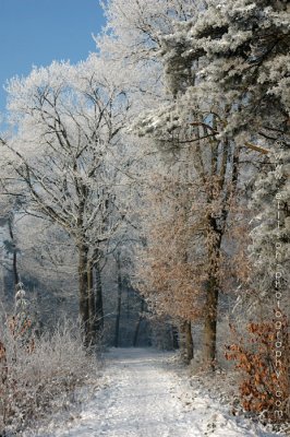 Mastbos winter scenes