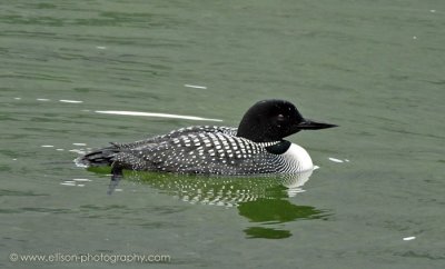 Common Loon