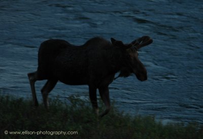 Moose at night
