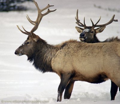 Elk in the Bow Valley Parkway