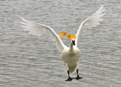 Trumpeter Swan