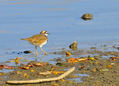 Killdeer