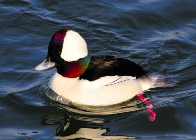 Bufflehead Male