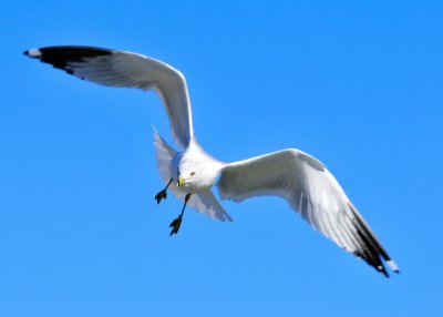 Ring Billed Gull