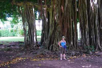 Banyan Tree, Dominica
