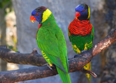 Lorikeet, St. Thomas