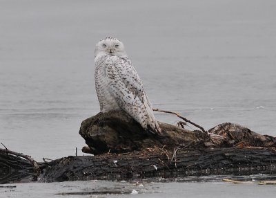 Snowy Owl