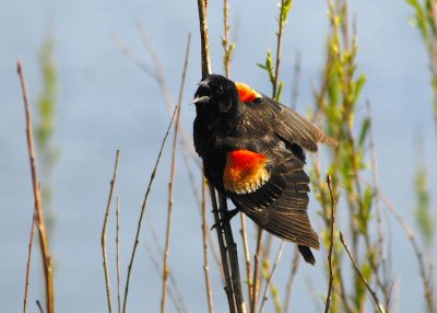 Red Wing Blackbird