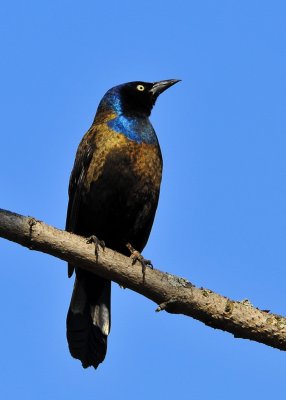 Bronze Race Grackle