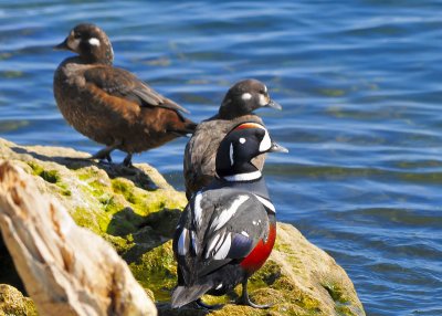 Harlequin Ducks