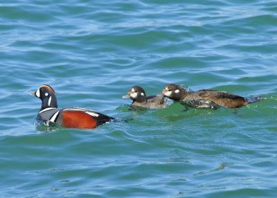 Harlequin Ducks