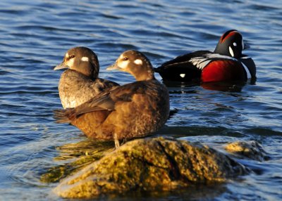 Harlequin Ducks