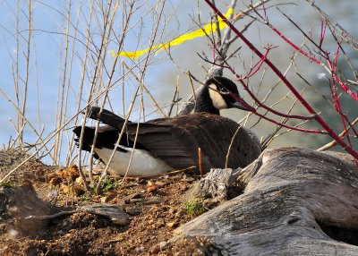 Canada Goose Nesting
