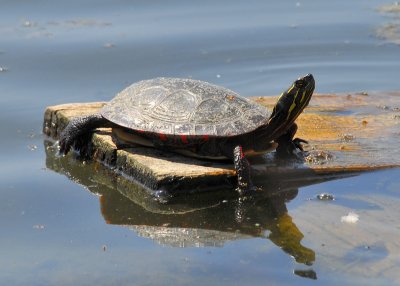 Eastern Painted Turtle