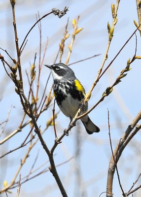 Yellow-Rumped Warbler
