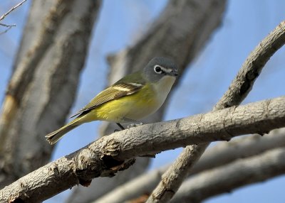 Blue Headed Vireo