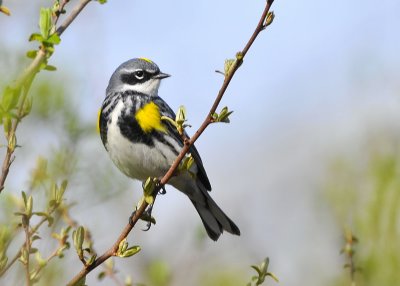 Yellow-Rumped Warbler