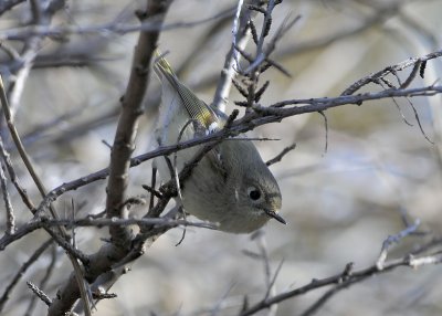 Ruby Crowned Kinglet female