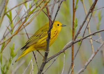 Yellow Warbler male