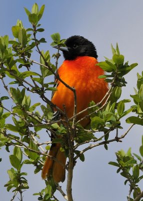 Baltimore Oriole male