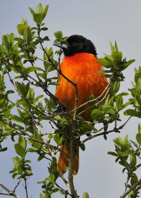 Baltimore Oriole male