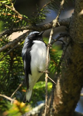 Black Throated Blue Warbler
