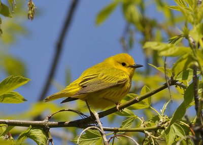 Yellow Warbler male