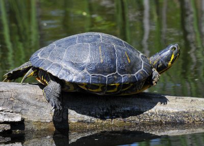 Turtle