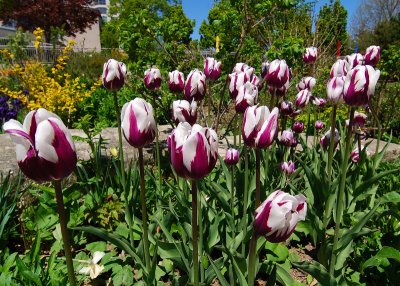 Tulips