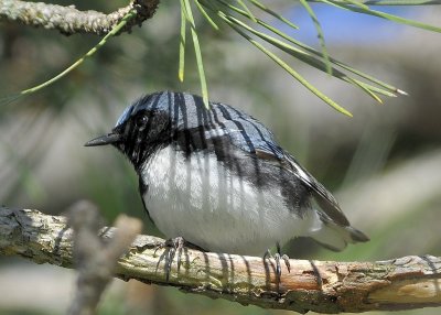 Black Throated Blue Warbler