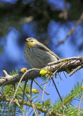 Cape May Warbler female