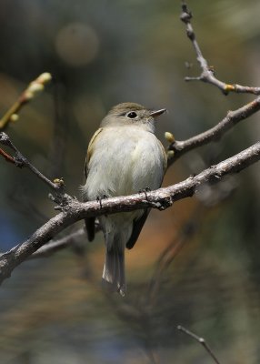 Tennessee Warbler (?)