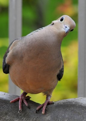 Mourning Dove
