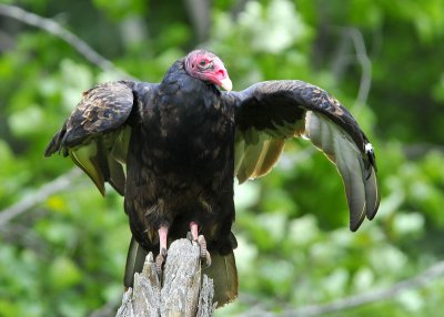 Turkey Vulture