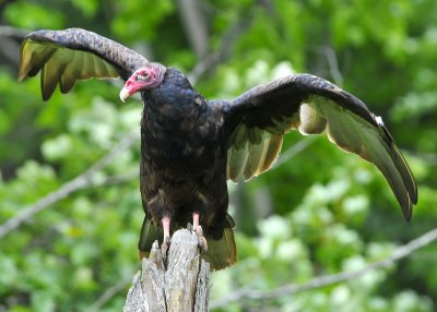 Turkey Vulture