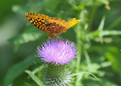 Butterfly