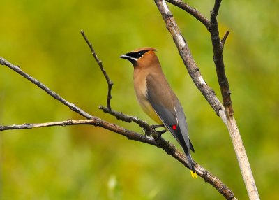 Cedar Waxwing