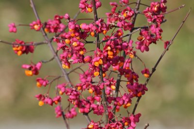 Spindle Tree