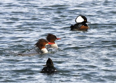 Common Mergansers